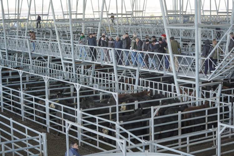 Traslado del Mercado de Hacienda traerá a Cañuelas unos 6000 camiones por mes