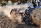 Vandalismo en un campo de Cañuelas y barbarismo de su propietario