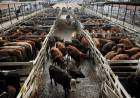 El precio de la carne cayó 25% en promedio en el Mercado de Cañuelas