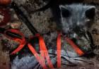 MACABRO RESCATE DE UN GATITO NEGRO  UTILZADO EN UN POSIBLE RITUAL