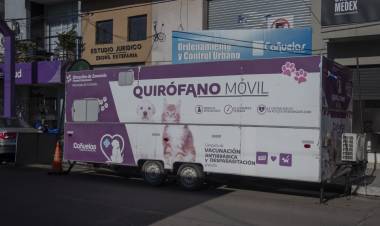 Se castraron 50 animales en un nuevo operativo municipal de Zoonosis