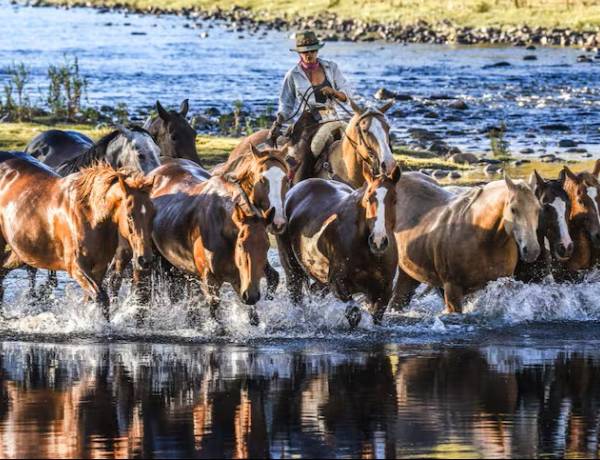 De Cañuelas a la Patagonia: la historia de una criadora de caballo