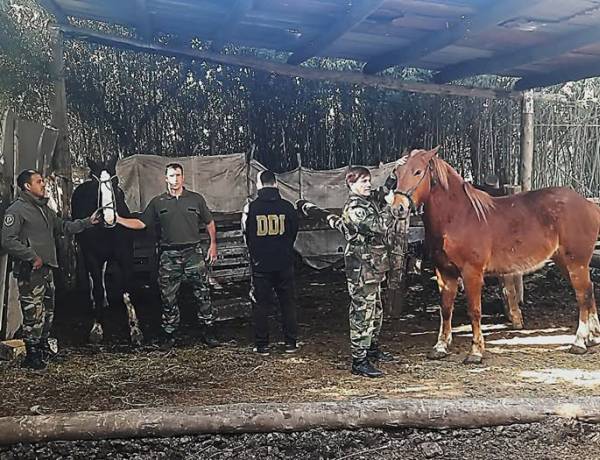 Recuperaron cinco caballos robados en Cañuelas y detuvieron un sospechoso