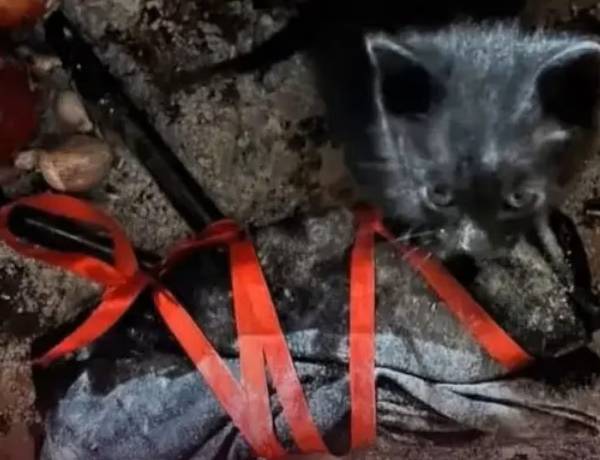 MACABRO RESCATE DE UN GATITO NEGRO  UTILZADO EN UN POSIBLE RITUAL