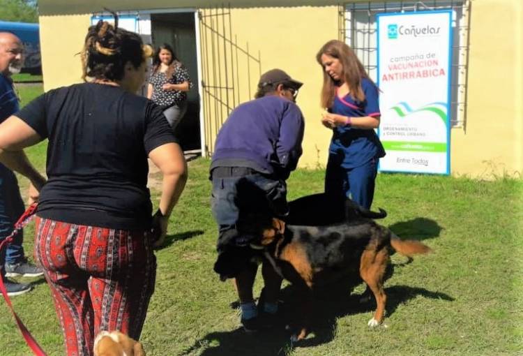 Con modificaciones en el cronograma, continúa la vacunación para perros y gatos Yahoo / Buzón