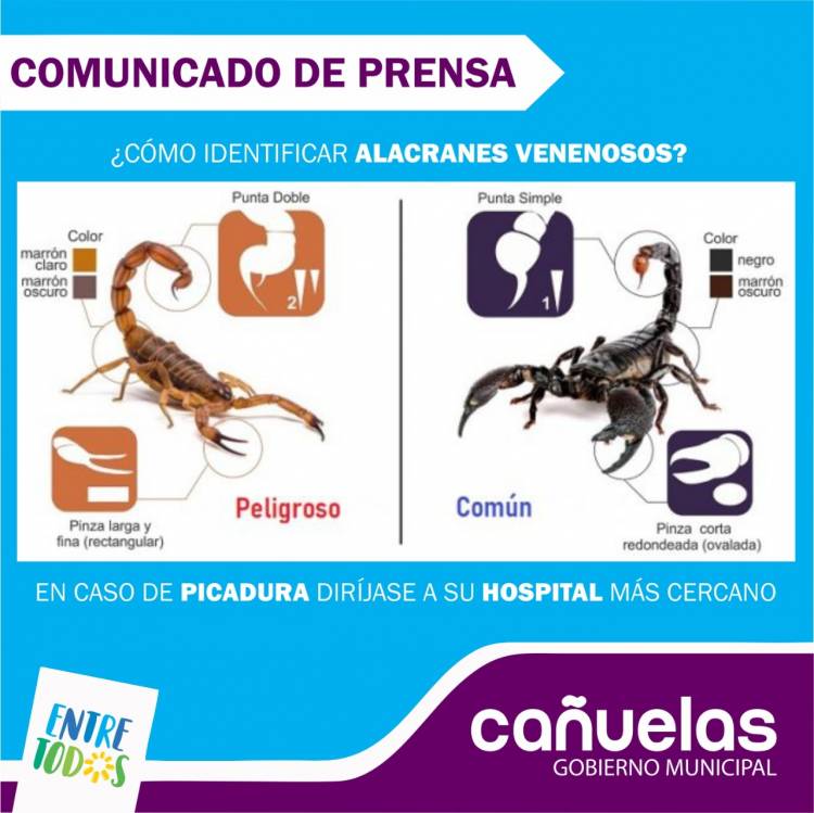 Campaña de prevención contra los alacranes
