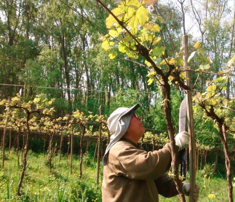 Fiesta del vino: una mirada retrospectiva