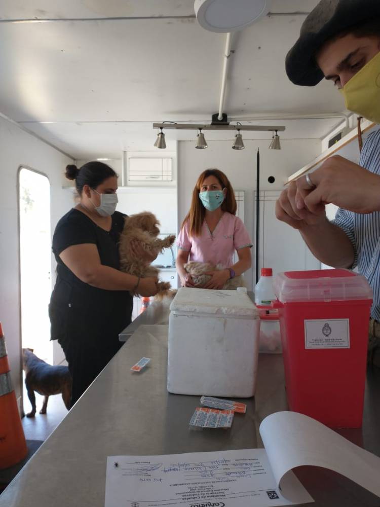 Continúa la vacunación antirrábica de mascotas