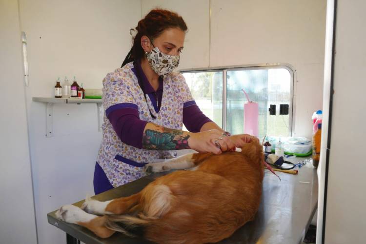 Nuevo operativo para el cuidado de la salud animal