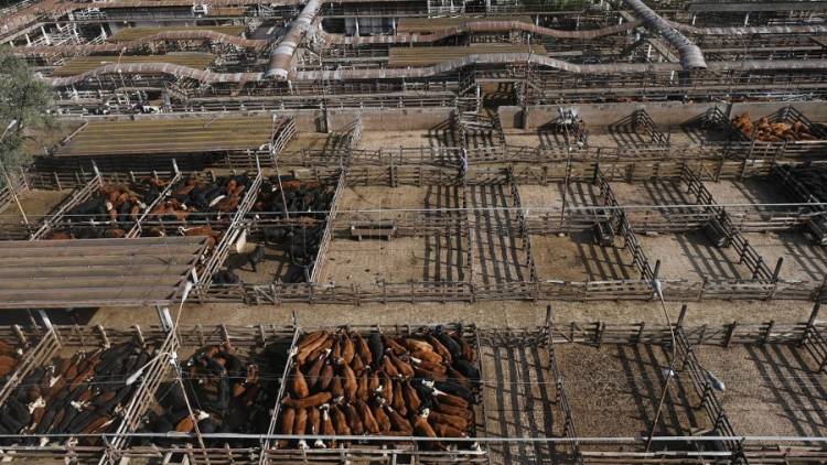 El Mercado de Hacienda se muda esta semana a Cañuelas
