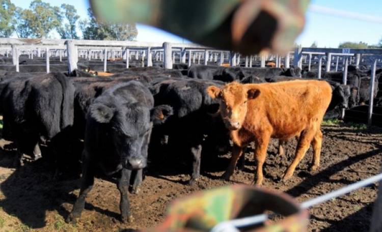 PLAN GANADO BONAERENSE