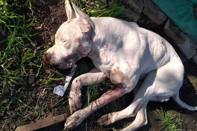 Un hombre mató de cinco tiros el perro de su vecino