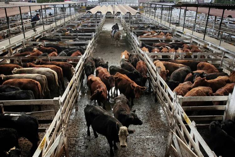 El precio de la carne cayó 25% en promedio en el Mercado de Cañuelas
