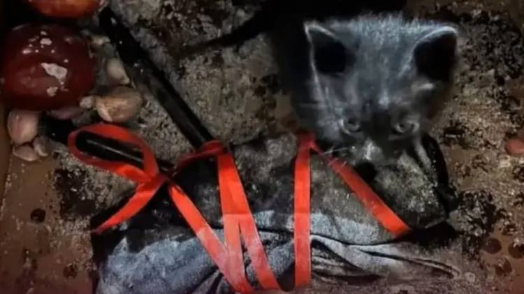 MACABRO RESCATE DE UN GATITO NEGRO  UTILZADO EN UN POSIBLE RITUAL